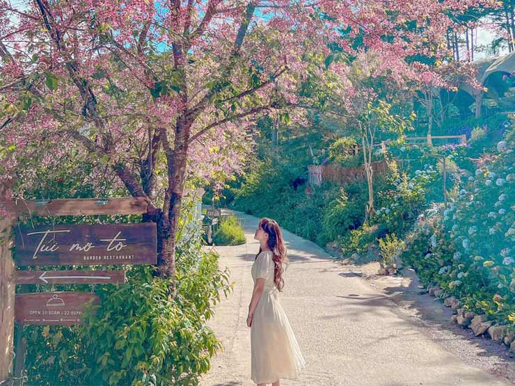 Chụp ảnh với hoa mai anh đào ở Đà Lạt đẹp mê như cảnh phim Hàn Quốc