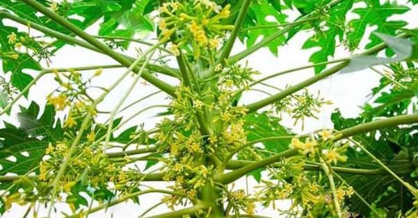 Thực hư công dụng chữa bệnh của hoa đu đủ đực, đây là 4 bài thuốc hiệu quả nhất nhưng tuyệt đối tránh sai lầm này! - 2