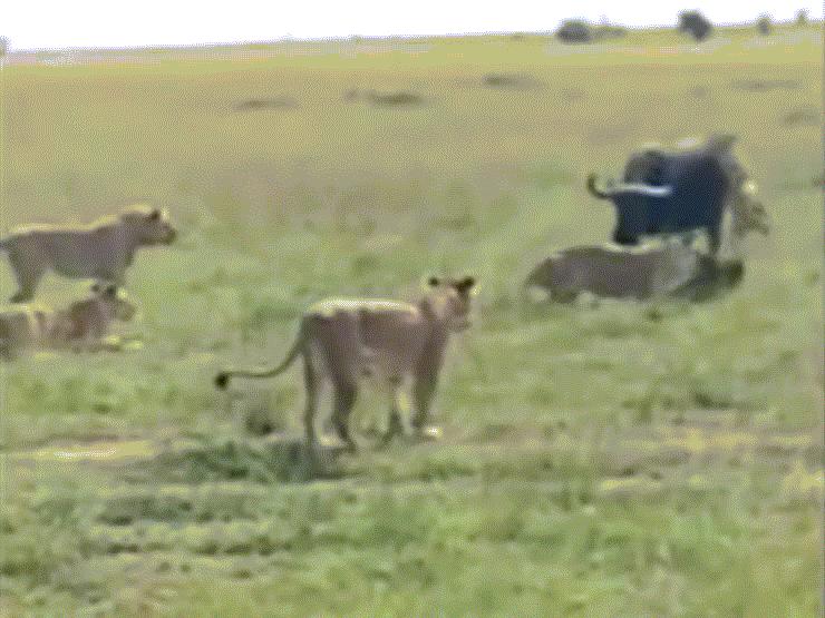 Video: Trâu rừng đơn độc "tử chiến" với 7 sư tử và cái kết