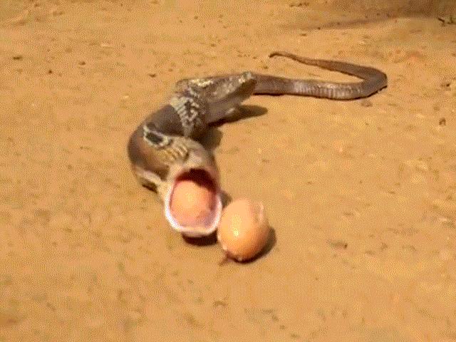 Nuốt trộm 7 quả trứng gà, rắn hổ mang nôn ra cả 7 trả người Nuốt trộm 7 quả trứng gà, rắn hổ mang nôn ra cả 7 trả người