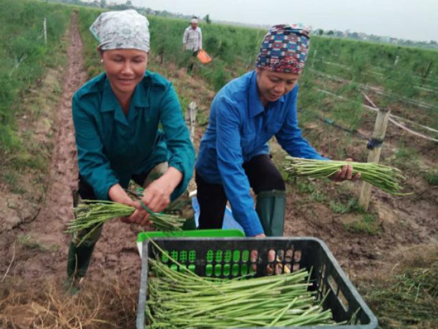 Liều mình trồng "cây quý tộc", nông dân 7X cầm chắc 4 triệu/ngày Liều mình trồng "cây quý tộc", nông dân 7X cầm chắc 4 triệu/ngày