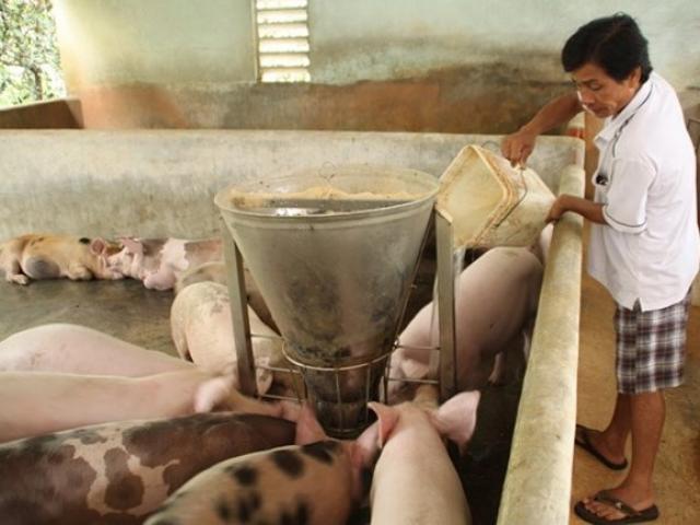 Giá heo bất ngờ tăng vọt sau thời gian dài rớt thê thảm Giá heo bất ngờ tăng vọt sau thời gian dài rớt thê thảm