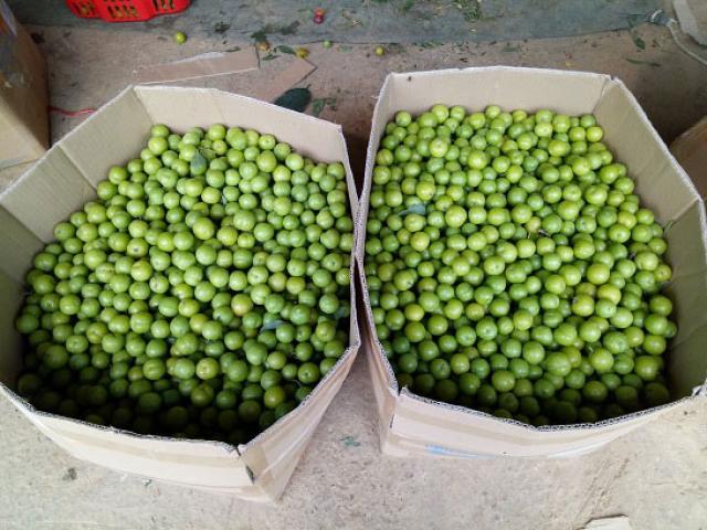 Mùa mận chín, Chiềng Cọ thêm nhiều triệu phú nông dân Mùa mận chín, Chiềng Cọ thêm nhiều triệu phú nông dân