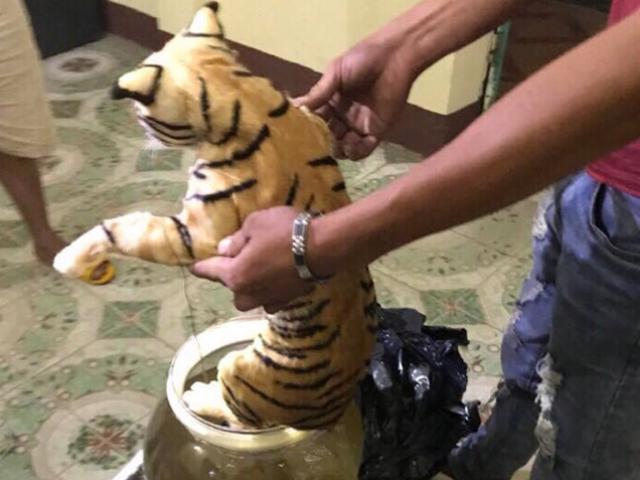 Bắt quả tang xe khách vận chuyển 2 con hổ trong bình rượu thủy tinh Bắt quả tang xe khách vận chuyển 2 con hổ trong bình rượu thủy tinh