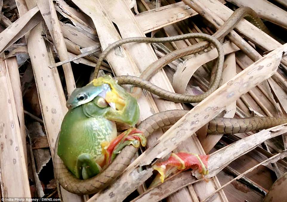 Cận cảnh rắn tí hon vật vã nuốt chửng ếch khổng lồ - 2