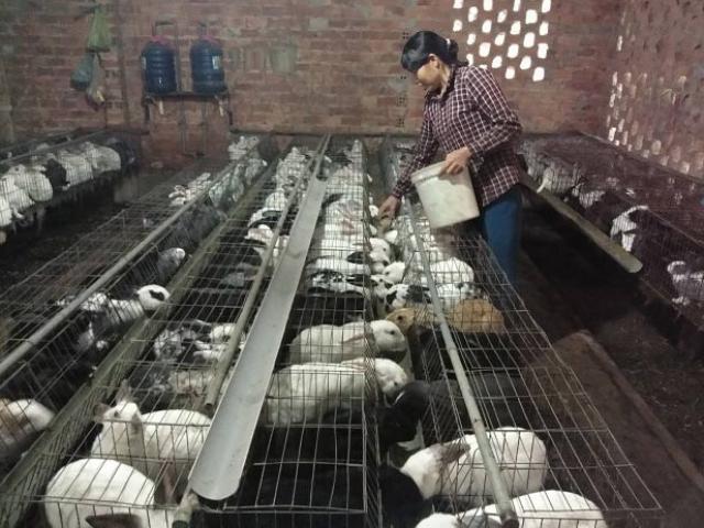 5 lần 10 lượt thất bại, nhờ kiên trì nuôi con tai dài, giờ lại lãi 200 triệu/năm 5 lần 10 lượt thất bại, nhờ kiên trì nuôi con tai dài, giờ lại lãi 200 triệu/năm