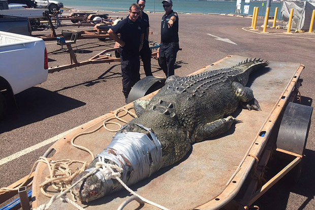 Úc: Bắt cá sấu khổng lồ dài 5 mét trồi lên từ dưới biển - 1