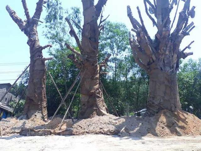 Nơm nớp lo cây "quái thú" trồng tạm ở TT Huế đổ đè nhà dân Nơm nớp lo cây "quái thú" trồng tạm ở TT Huế đổ đè nhà dân