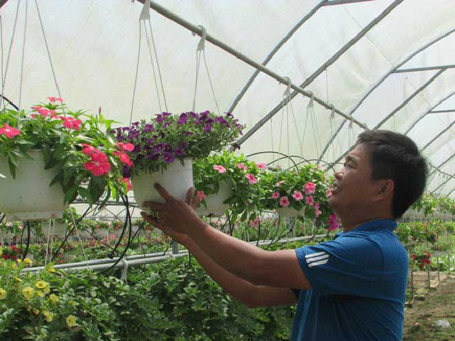 Bỏ kinh doanh về trồng hoa chậu, lãi 50 triệu đồng/tháng - 5