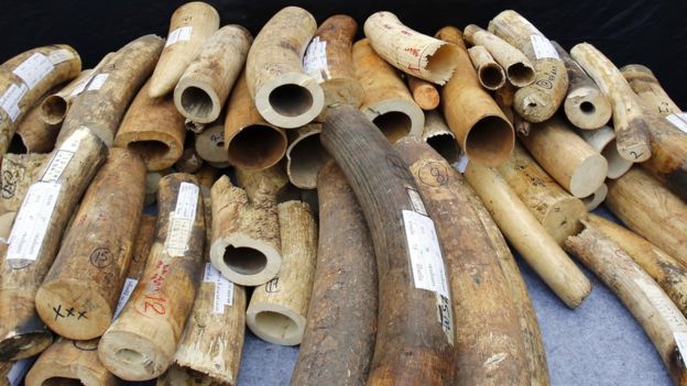 Hàng trăm nghìn voi chết oan để phục vụ thú chơi của nhà giàu TQ - 2