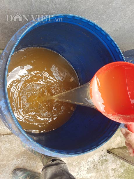 Kiếm tiền tỷ nhờ nuôi lợn bằng thảo dược - 6