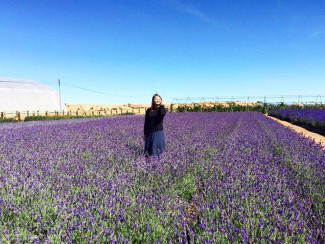 &#39;Lịm tim&#39; trước cánh đồng hoa lavender tím biếc ở Đà Lạt - 1