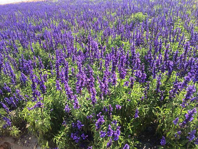 &#39;Lịm tim&#39; trước cánh đồng hoa lavender tím biếc ở Đà Lạt - 2