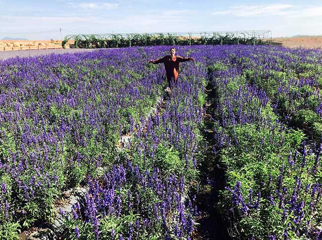 &#39;Lịm tim&#39; trước cánh đồng hoa lavender tím biếc ở Đà Lạt - 3