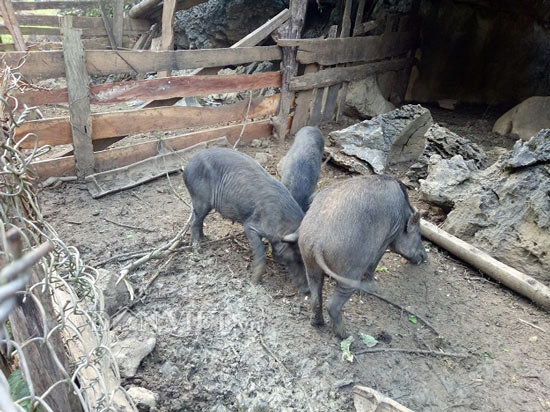 Thả rông lợn rừng trong thung lũng, tốn ít thức ăn, bán đắt hàng - 2