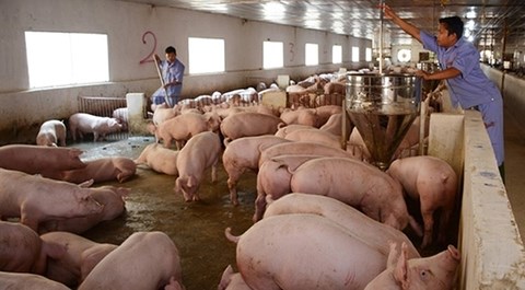 Giá lợn hơi tăng mạnh, nhiều nơi ngừng nuôi - 1