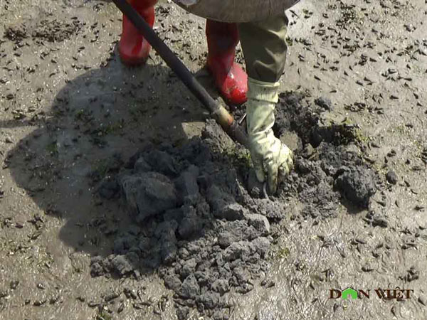 Clip: Theo chân ngư dân Vân Đồn đi đào sá sùng, kiếm 1 triệu/ngày - 5