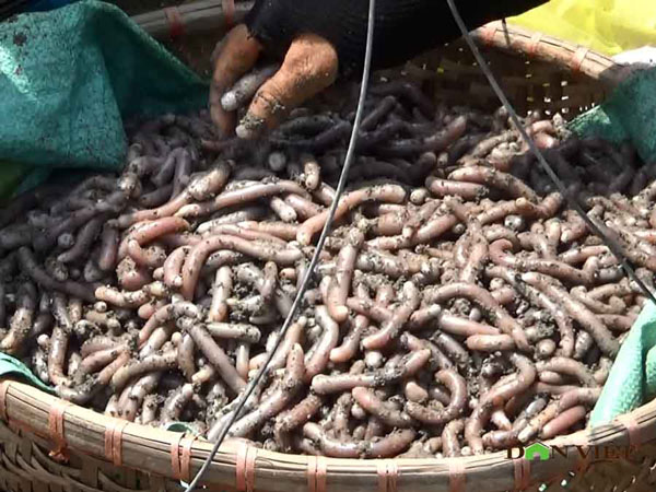 Clip: Theo chân ngư dân Vân Đồn đi đào sá sùng, kiếm 1 triệu/ngày - 7