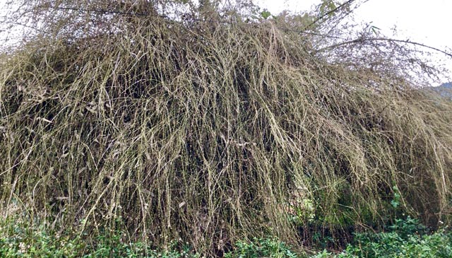 Quá hiếm: Bụi hoa tre to như chuồng nhốt trâu, bò ở Quảng Ngãi - 1