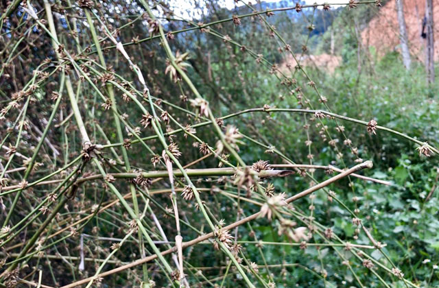 Quá hiếm: Bụi hoa tre to như chuồng nhốt trâu, bò ở Quảng Ngãi - 2