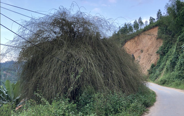 Quá hiếm: Bụi hoa tre to như chuồng nhốt trâu, bò ở Quảng Ngãi - 3