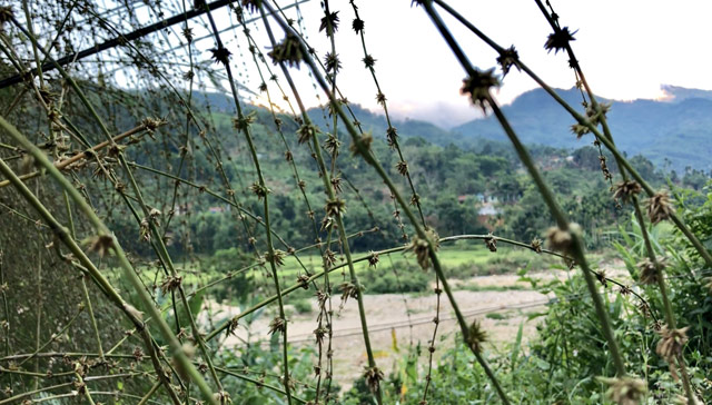 Quá hiếm: Bụi hoa tre to như chuồng nhốt trâu, bò ở Quảng Ngãi - 5