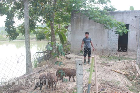 Trồng cỏ, thả cá, nuôi giun cho lợn rừng ăn,“hotboy” xóm lãi 400 triệu/năm - 1