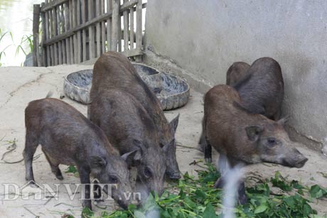 Trồng cỏ, thả cá, nuôi giun cho lợn rừng ăn,“hotboy” xóm lãi 400 triệu/năm - 2