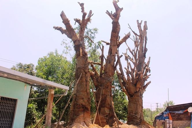 Vụ cây ‘khủng’ xuyên Việt: Chờ ý kiến Tổng cục Đường bộ - 1