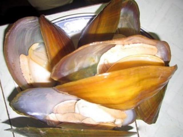 Thuốc quý từ món trai sông