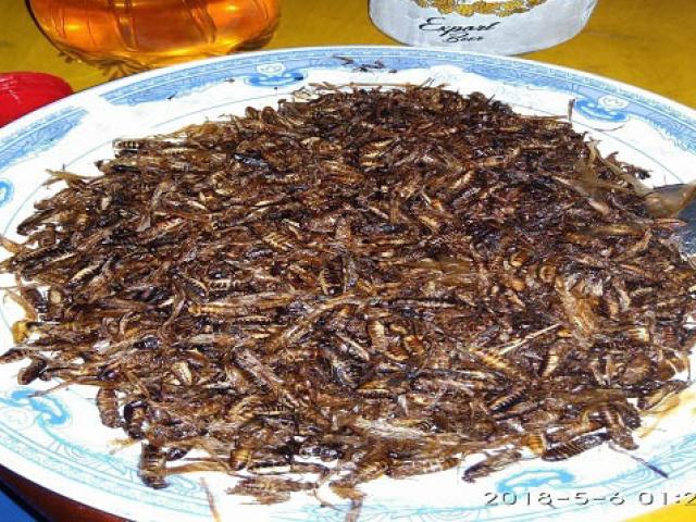 Đặc sản côn trùng “đỉnh nhất” tròn nịch ăn là nghiện ở vùng Tây Bắc