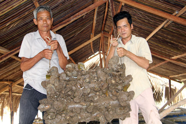 Gần 100 hộ nuôi thủy sản ở Trà Vinh trắng tay vì hàu chết sạch - 3