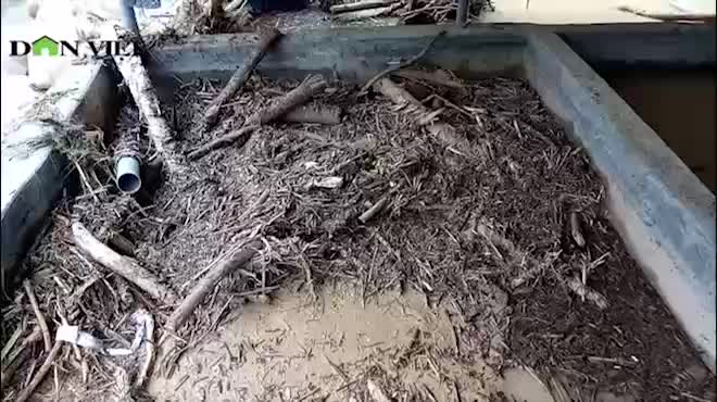Clip: Đau đớn nhìn trại cá hồi 20 tỷ tan hoang sau lũ dữ