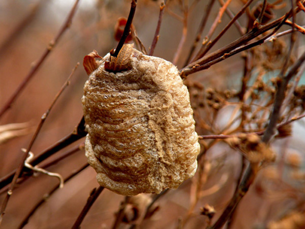 Kỳ lạ: Hết tiểu đêm, khỏe thận sau 7 ngày nhờ thảo dược này mà không biết! - 2