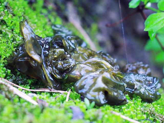 Loại tảo nhớp nháp, chỉ xuất hiện vào mùa mưa được người TQ săn lùng vì quá bổ dưỡng