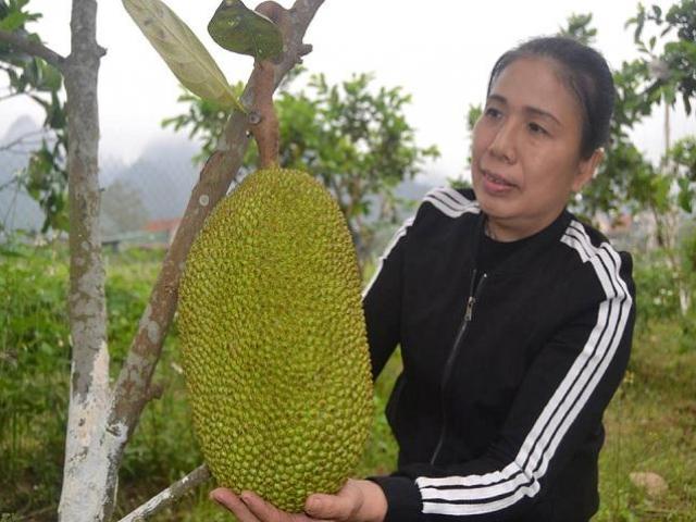 "Phát sốt" với giá cao, mít Thái "leo" lên đồi núi xứ Nghệ "Phát sốt" với giá cao, mít Thái "leo" lên đồi núi xứ Nghệ