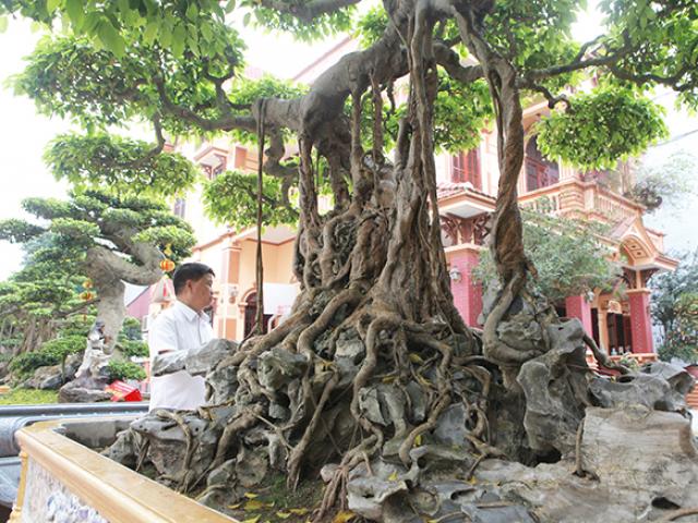 Sanh cổ vua Bảo Đại từng chơi, thời điểm “sốt” được định giá trên 30 tỷ Sanh cổ vua Bảo Đại từng chơi, thời điểm “sốt” được định giá trên 30 tỷ