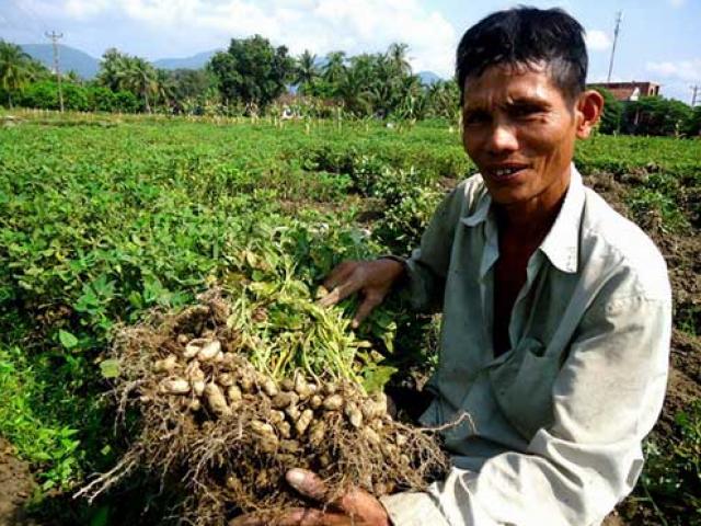 Đậu phộng “đẻ” lãi gấp 5 lần trồng lúa, chỉ 1 huyện đã thu 370 tỷ Đậu phộng “đẻ” lãi gấp 5 lần trồng lúa, chỉ 1 huyện đã thu 370 tỷ