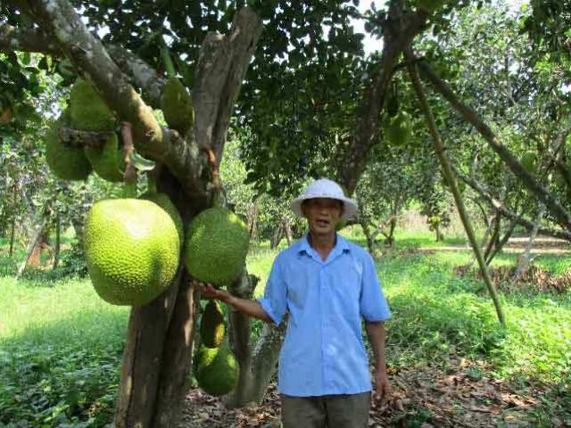 Quảng Nam: Đếm tiền "khỏe re” từ cây ra quả "khổng lồ", thơm cả xóm Quảng Nam: Đếm tiền "khỏe re” từ cây ra quả "khổng lồ", thơm cả xóm