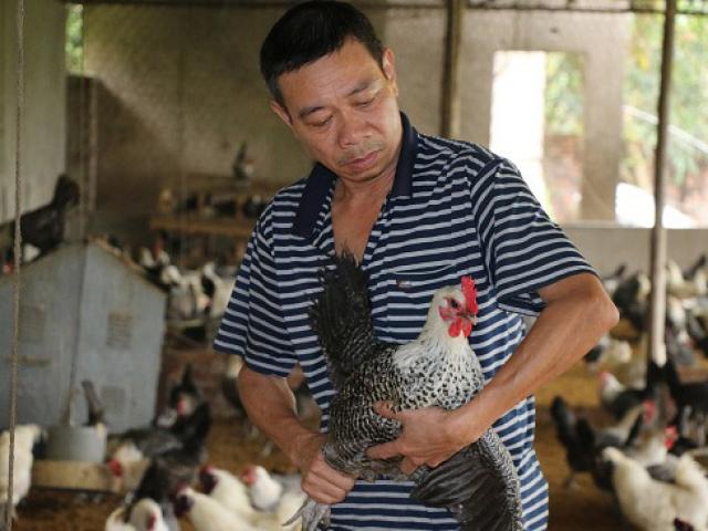 Nuôi loài gà đỏm dáng, đẻ sòn sòn trên đệm lót sinh học Nuôi loài gà đỏm dáng, đẻ sòn sòn trên đệm lót sinh học
