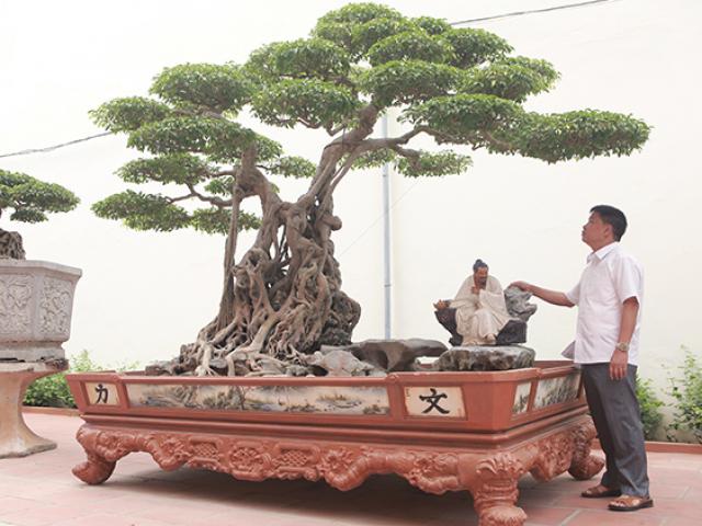 Mua được cây sanh quý, đại gia mổ trâu ăn mừng Mua được cây sanh quý, đại gia mổ trâu ăn mừng