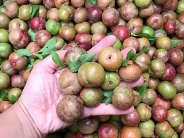 Mận hậu đầu mùa 200 ngàn/kg vừa chát vừa chua mà chị em vẫn không tiếc tiền vì thèm Mận hậu đầu mùa 200 ngàn/kg vừa chát vừa chua mà chị em vẫn không tiếc tiền vì thèm
