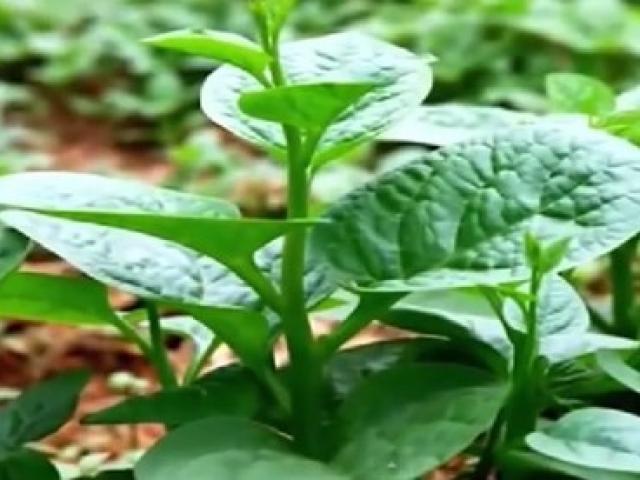 Mồng tơi, "rau vua" của ngày hè vì sao người sỏi thận lại không nên ăn?