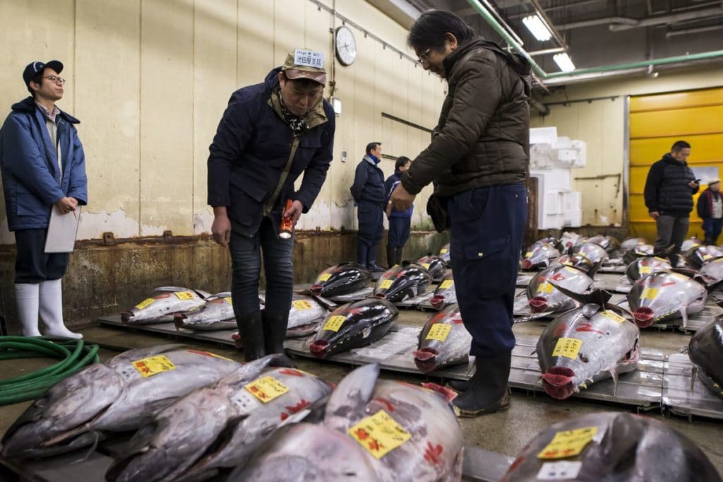 Chủ nhà hàng sài sang chi trả 3.1 triệu USD cho con cá ngừ đắt nhất thế giới - 2