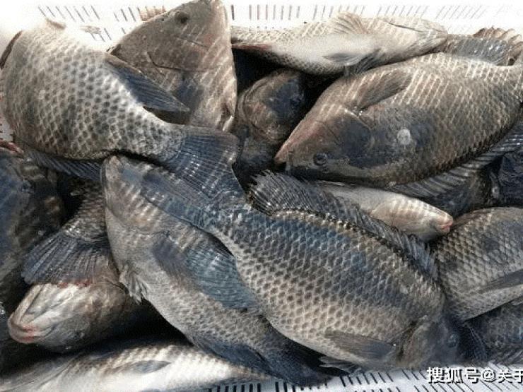 Loại cá bình dân ở Việt Nam này lại là nguyên liệu cao cấp ở nước ngoài, có lượng canxi cao hơn sữa gấp 6 lần