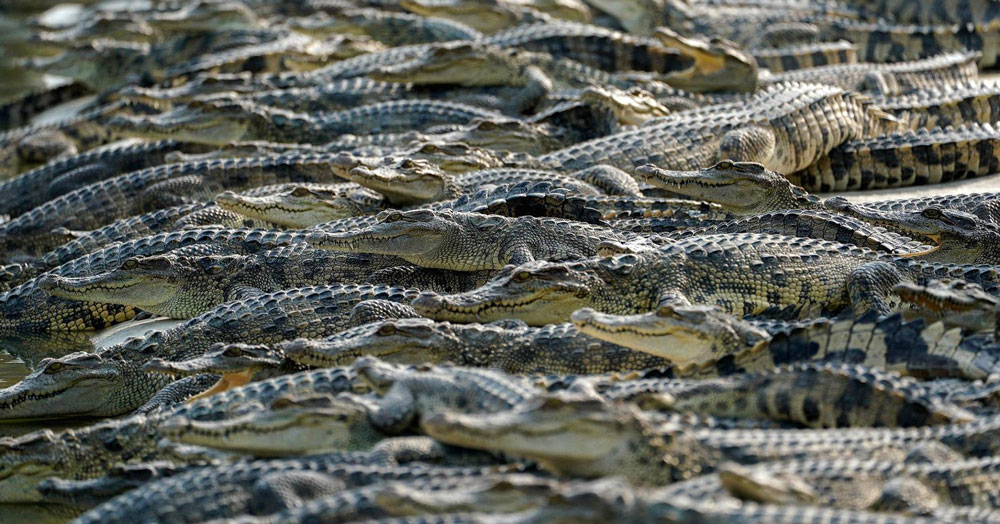 Choáng có ngành công nghiệp nuôi cá sấu ở Thái Lan - 1