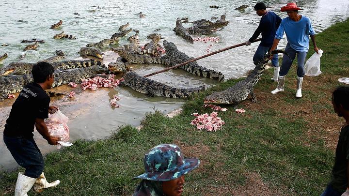 Choáng có ngành công nghiệp nuôi cá sấu ở Thái Lan - 3