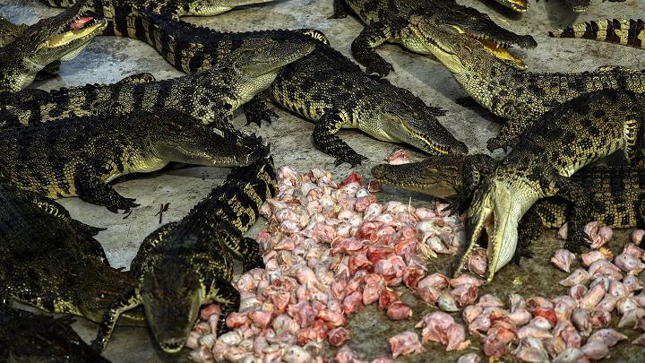 Choáng có ngành công nghiệp nuôi cá sấu ở Thái Lan - 2