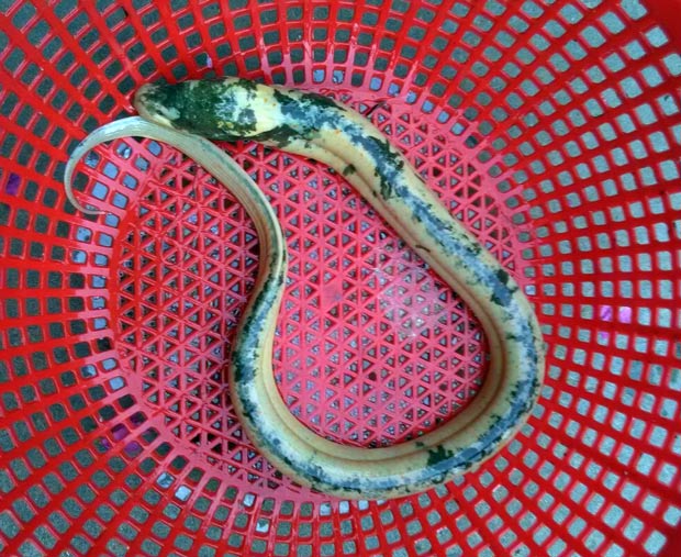 Sóc Trăng: Nông dân bắt được lươn lạ có màu ánh kim - 1