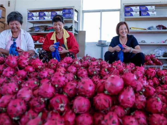 Trung Quốc thu hoạch rộ thanh long, trái "rồng" Việt đi đâu về đâu? Trung Quốc thu hoạch rộ thanh long, trái "rồng" Việt đi đâu về đâu?
